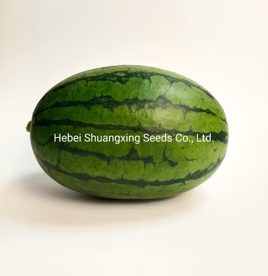 Graines de pastèque à chair rouge hybride F1 de forme ovale pour la plantation