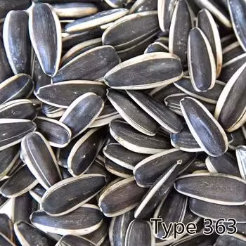 Graines de tournesol de matières premières différents types de haute qualité